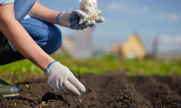 Sembrar y esperar: Claves de Comunidades que crecen
